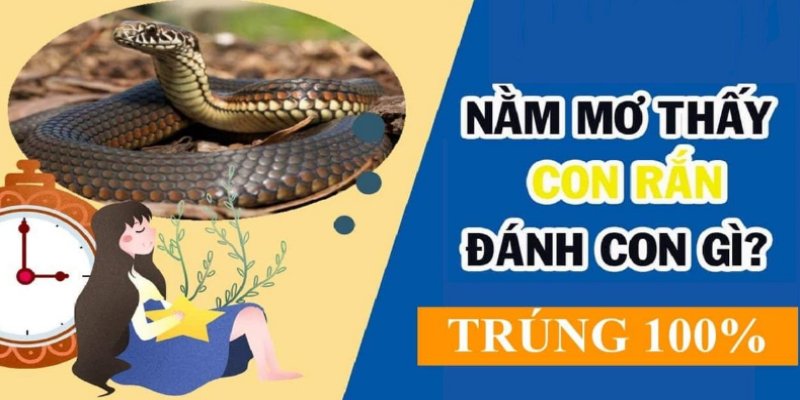 Giới thiệu chung về bí kíp mơ thấy rắn đánh con gì